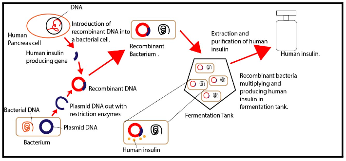 Human Insulin Production
