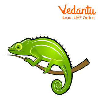 Chameleon